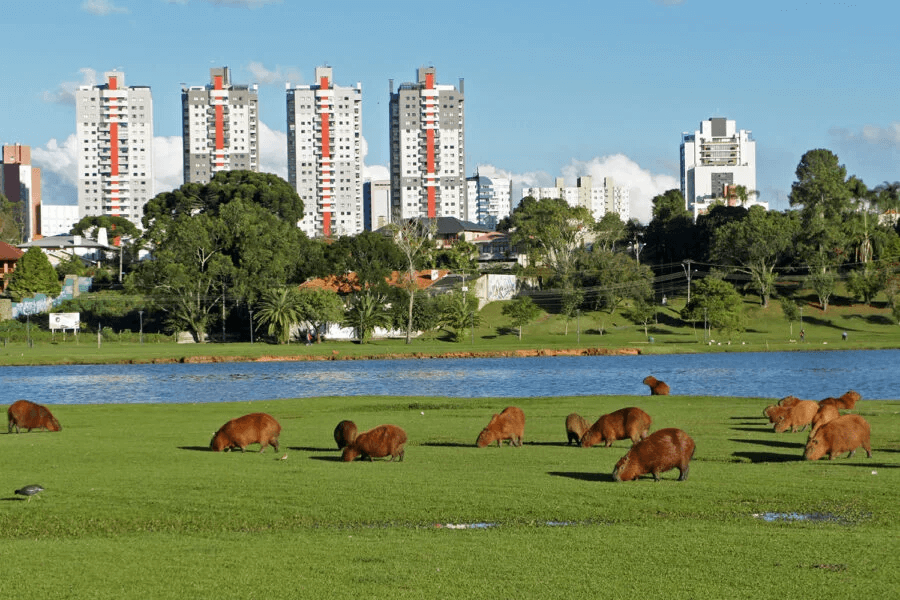 Saiba tudo ao buscar imobiliárias em Curitiba