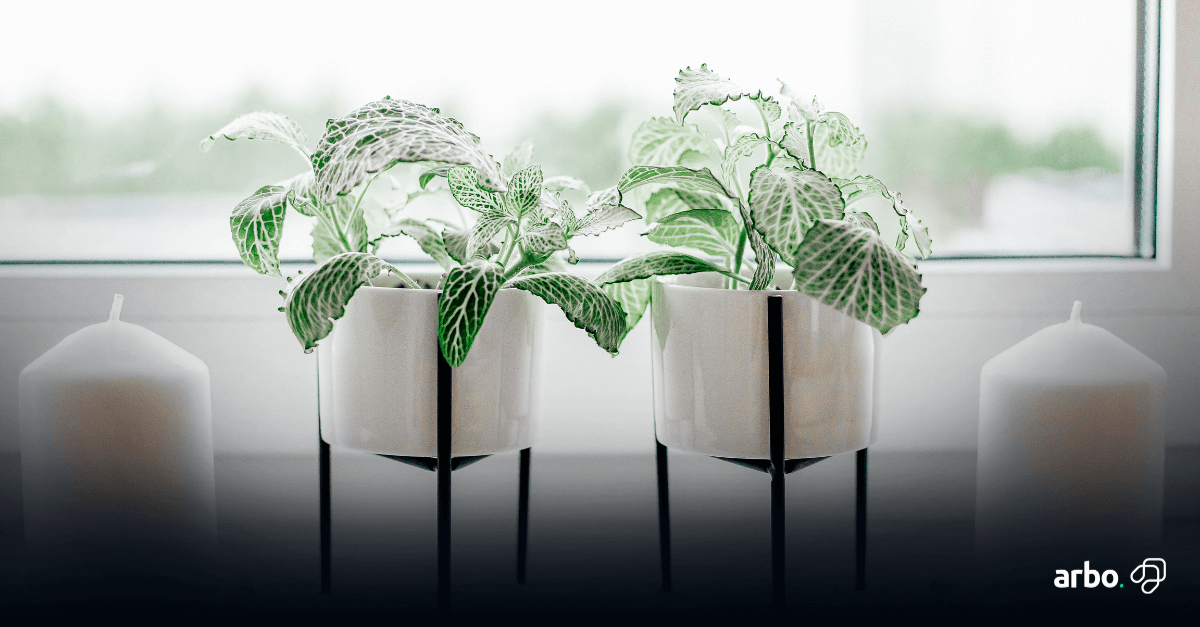 Como cuidar de plantas no interior de apartamentos